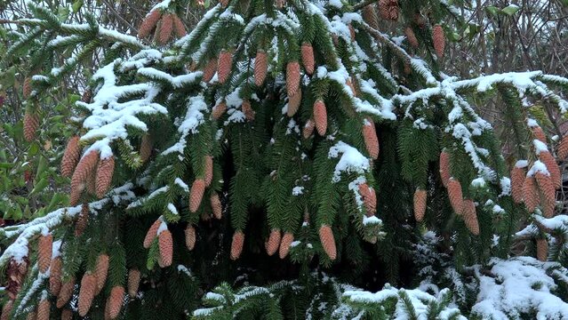 Lot of female cones at branch tips of a Norway spruce tree (Picea abies) in winter.
