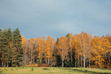 Beautiful landscape of autumn forest with yellow fallen leaves