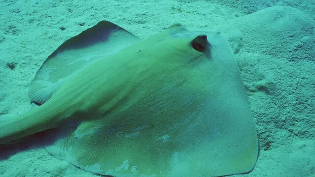 Close up of Сowtail Weralli stingray (Pastinachus sephen) swimming over sandy bottom on deep, Slow motion, Back view