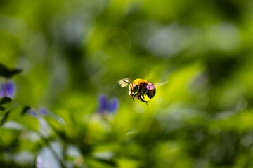 A closeup of a sweat bee flying through the air after sucking nectar from a flower.