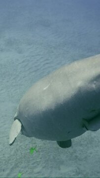 Vertical video, Slow motion, Sea Cow or Dugong (Dugong dugon) swims down to seabed and rubs itself sideways on sand, top view