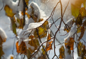 Jesienne liście Leszczyny przysypane śniegiem. 
