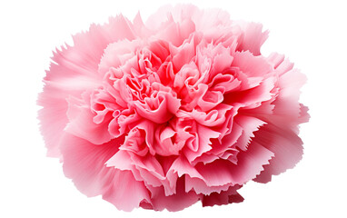 Carnation Bloom On Isolated Background