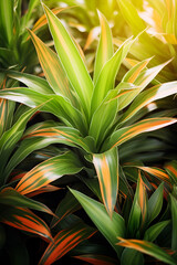 Obraz premium yellow green house potted plant dracaena fragrans or dracaena reflexa in sunlight close up in greenhouse natural botanical background