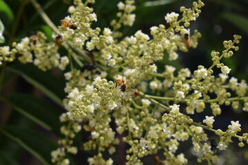 close up of a longan flower and bees