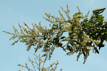 longan flowers