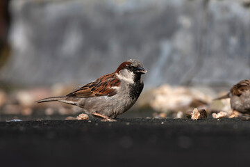 House Sparrow, Passer domesticus domesticus