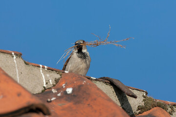 House Sparrow, Passer domesticus domesticus