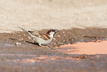 House Sparrow, Passer domesticus biblicus