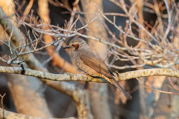 Brown-eared bulbul (Hypsipetes amaurotis)