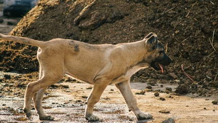 A brown dog walking in the yard