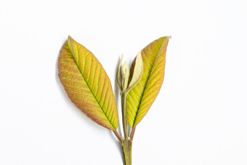 Green guava leaves with yellowish shoots isolated on white background