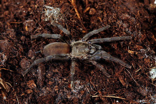 Europ&auml;ische Vogelspinne aus Spanien (Ischnocolus valentinus) - european tarantula from Spain