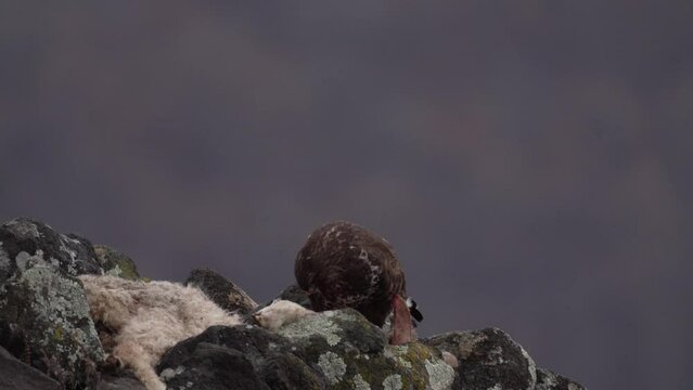 Common buzzard with its prey in Rhodope mountains. Buzzard is feeding on the ground. Brown bird with the food between rocks. 