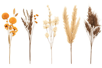 Set dried flowers, bouqets. Generative AI. - Powered by Adobe