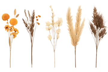 Ingelijste posters Set dried flowers, bouqets. Generative AI. © sahin