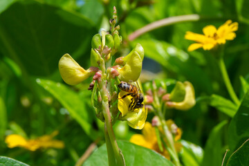 Close up of a honey bee on a yellow flower from the legume family on a sunny day in Kauai, Hawaii, United States.

