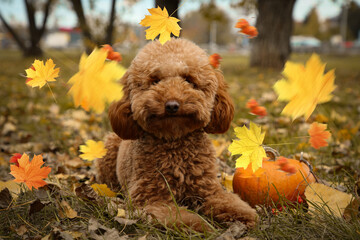 Cute Maltipoo dog under falling leaves in park. Autumn walk