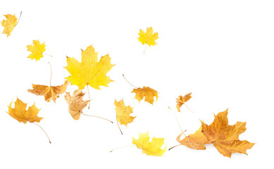 Dry autumn leaves flying on white background