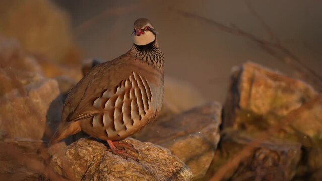 Red legged partridge is calling on the rock. Partridge is warmed up during sunrise. Common colorful bird on the field.  