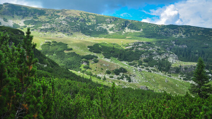 Juniper trees growing on the highlands of Parang Mountains. Abundant vegetation found in a high altitude area, growing in an alpine climate. Crests of the mountains appear in the background. Romania