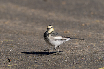 地面を歩くハクセキレイ