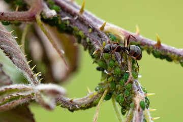 black ant hunting for aphids. large group of insects on blackberry branches. horizontal macro nature photography.