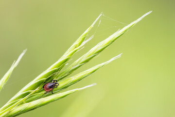 small common tick on a green grass with green background. Horizontal macro nature photograph. lyme disease carrier. - obrazy, fototapety, plakaty