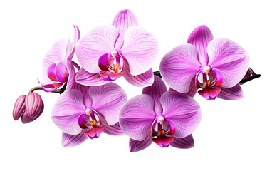 Fototapeta na wymiar Orchid Symphony On Transparent Background