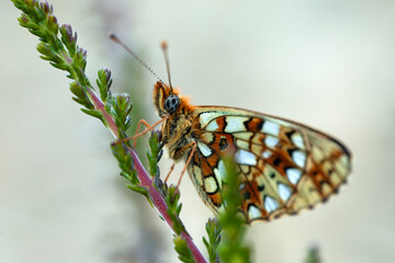 Multicoloured butterfly perched on a reed with green leaves. Colourful macro nature photography.