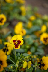 Yellow flower with beautiful three petals, Khiva, the Khoresm agricultural oasis, Citadel.