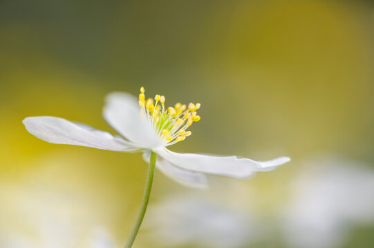 Wood anemone (Anemone nemorosa) close-up, Bloemendaal, Netherlands.