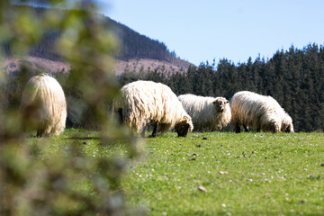 Horizontal photograph of a field with forest in the background with a flock of sheep grazing on a...