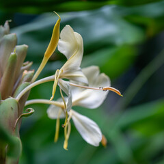 Close up of Yellow Ginger Lily, Butterfly Ginger, scientific name Hedychium flavescens  on a sunny day in Kauai, Hawaii, United States.
