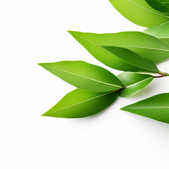 Green leaves isolated on white, ai technology