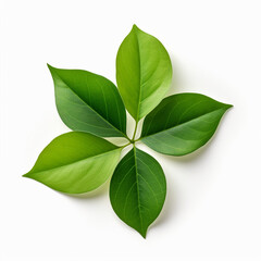 Obraz premium Green leaves isolated on white, ai technology