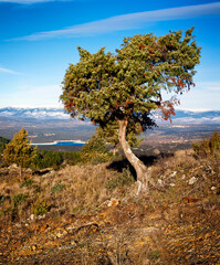 Coniferas en el Cancho de la Cabeza