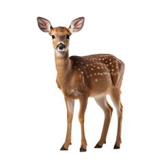Female roe deer isolated on transparent background - obrazy, fototapety, plakaty