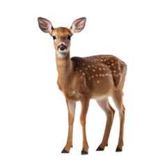 Gordijnen Female roe deer isolated on transparent background © PHdJ