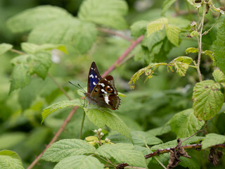 Purple Emperor Butterfly on a Bramble