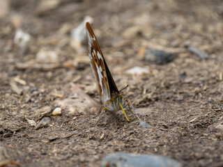 Purple Emperor Butterfly Feeding on the Ground