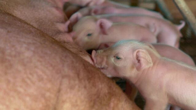 Close-up of Many newly born piglets are sleeping on the mother's milk, Momma pig feeding baby pigs ,4k,livestock