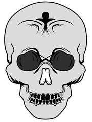 white skul head in transparent background