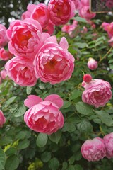 港の見える丘公園、花、4月、5月、春、咲く、綺麗、ピンク、黄色、白、横浜、風景、日本、神奈川、空、青、雲、屋外、観光、サイトシーイング、旅、ツアー、景色、青空、公園、植物、自然、並ぶ、可愛い、可憐、沢山の花、色とりどりの花、花畑、
薔薇、バラ、ばら、アーチ、バラのアーチ、大量、ピンク、黄色、ガーデン、つるバラ、ガーデンアーチ、ローズ、ローズアーチ、ローズトンネル、ローズロード、バラの小道、スペース