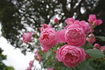 港の見える丘公園、花、4月、5月、春、咲く、綺麗、ピンク、黄色、白、横浜、風景、日本、神奈川、空、青、雲、屋外、観光、サイトシーイング、旅、ツアー、景色、青空、公園、植物、自然、並ぶ、可愛い、可憐、沢山の花、色とりどりの花、花畑、
薔薇、バラ、ばら、アーチ、バラのアーチ、大量、ピンク、黄色、ガーデン、つるバラ、ガーデンアーチ、ローズ、ローズアーチ、ローズトンネル、ローズロード、バラの小道、スペース
