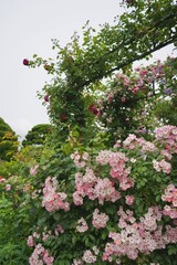 港の見える丘公園、花、4月、5月、春、咲く、綺麗、ピンク、黄色、白、横浜、風景、日本、神奈川、空、青、雲、屋外、観光、サイトシーイング、旅、ツアー、景色、青空、公園、植物、自然、並ぶ、可愛い、可憐、沢山の花、色とりどりの花、花畑、
薔薇、バラ、ばら、アーチ、バラのアーチ、大量、ピンク、黄色、ガーデン、つるバラ、ガーデンアーチ、ローズ、ローズアーチ、ローズトンネル、ローズロード、バラの小道、スペース