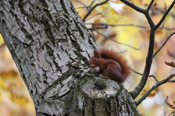 eurasian red squirrel in autumn colored woodland