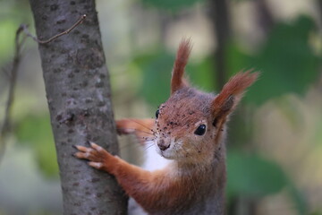 eurasian red squirrel in autumn colored woodland