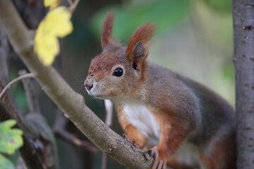 eurasian red squirrel in autumn colored woodland