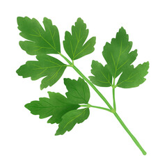 Parsley Italian Flat Leaf.Illustration Cartoon Design On White Background.